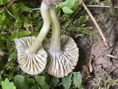 Hygrocybe caespitosa
