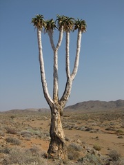 Aloidendron pillansii