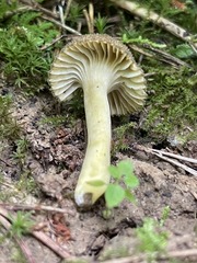 Hygrocybe caespitosa