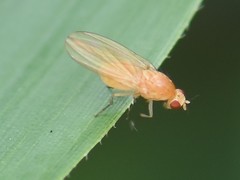 Meiosimyza