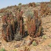 Aloe pearsonii - Photo (c) juddkirkel,  זכויות יוצרים חלקיות (CC BY-NC)