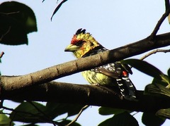 Trachyphonus vaillantii vaillantii