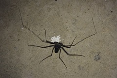 Paraphrynus laevifrons