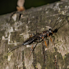 Xorides albopictus
