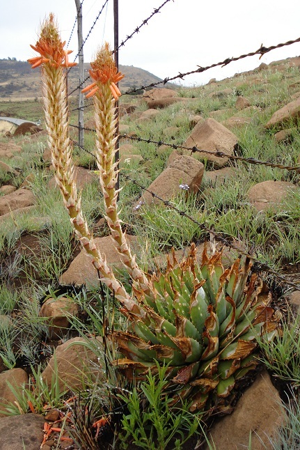Aloe pratensis