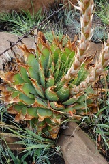 Aloe pratensis
