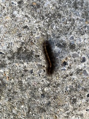 Spilosoma lubricipeda