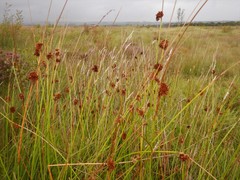 Juncus conglomeratus