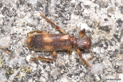 Opilo domesticus