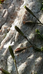 Silene undulata undulata