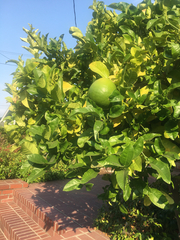 Citrus × pyriformis