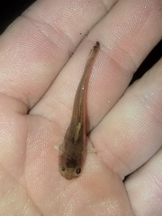 Noturus leptacanthus