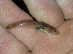 Noturus leptacanthus