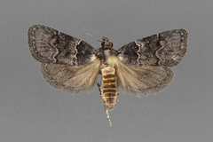 Satole ligniperdalis