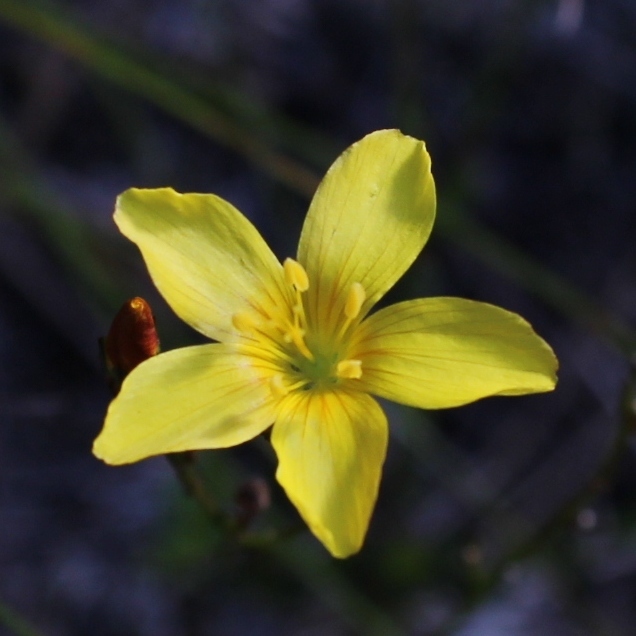 Half-mast Flax