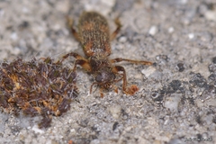 Opilo domesticus