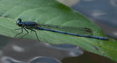 Pseudagrion spernatum natalense