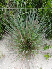 Schizachyrium littorale