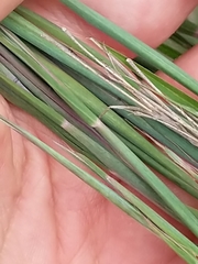 Schizachyrium littorale