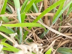Schizachyrium littorale