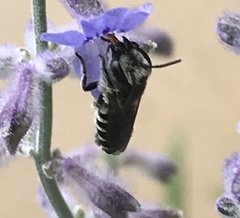 Megachile texana