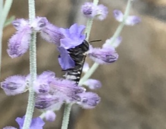 Megachile texana