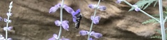 Megachile texana