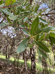 Aceria mackiei