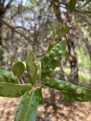 Aceria mackiei