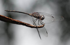 Trithemis aconita