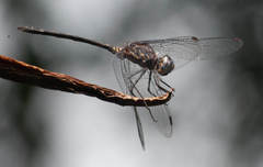 Trithemis aconita