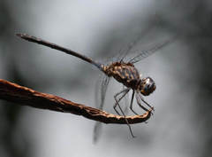 Trithemis aconita