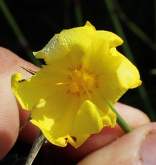 Bobartia robusta