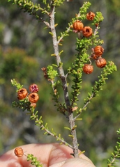 Erica formosa