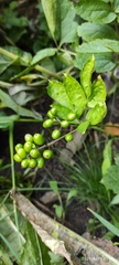 Actaea spicata