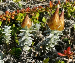 Helichrysum retortum