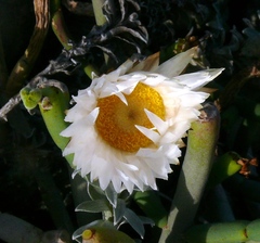 Helichrysum retortum