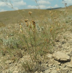Dianthus marschallii