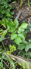 Actaea spicata