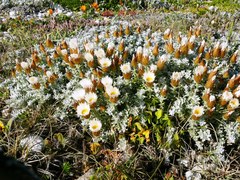 Helichrysum retortum