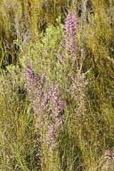 Erica bicolor