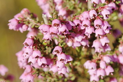 Erica bicolor