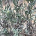 photo of Western Ragweed (Ambrosia psilostachya)