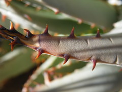 Aloe claviflora
