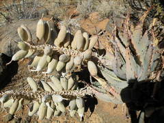 Aloe claviflora