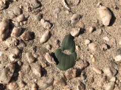 Massonia sessiliflora