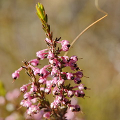 Erica placentiflora