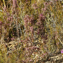 Erica placentiflora