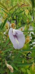 Clitoria fragrans