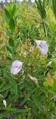 Clitoria fragrans